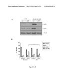 Pharmaceutical compositions of Anisomelic acid and the use thereof diagram and image