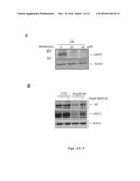 Pharmaceutical compositions of Anisomelic acid and the use thereof diagram and image