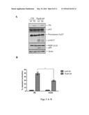 Pharmaceutical compositions of Anisomelic acid and the use thereof diagram and image