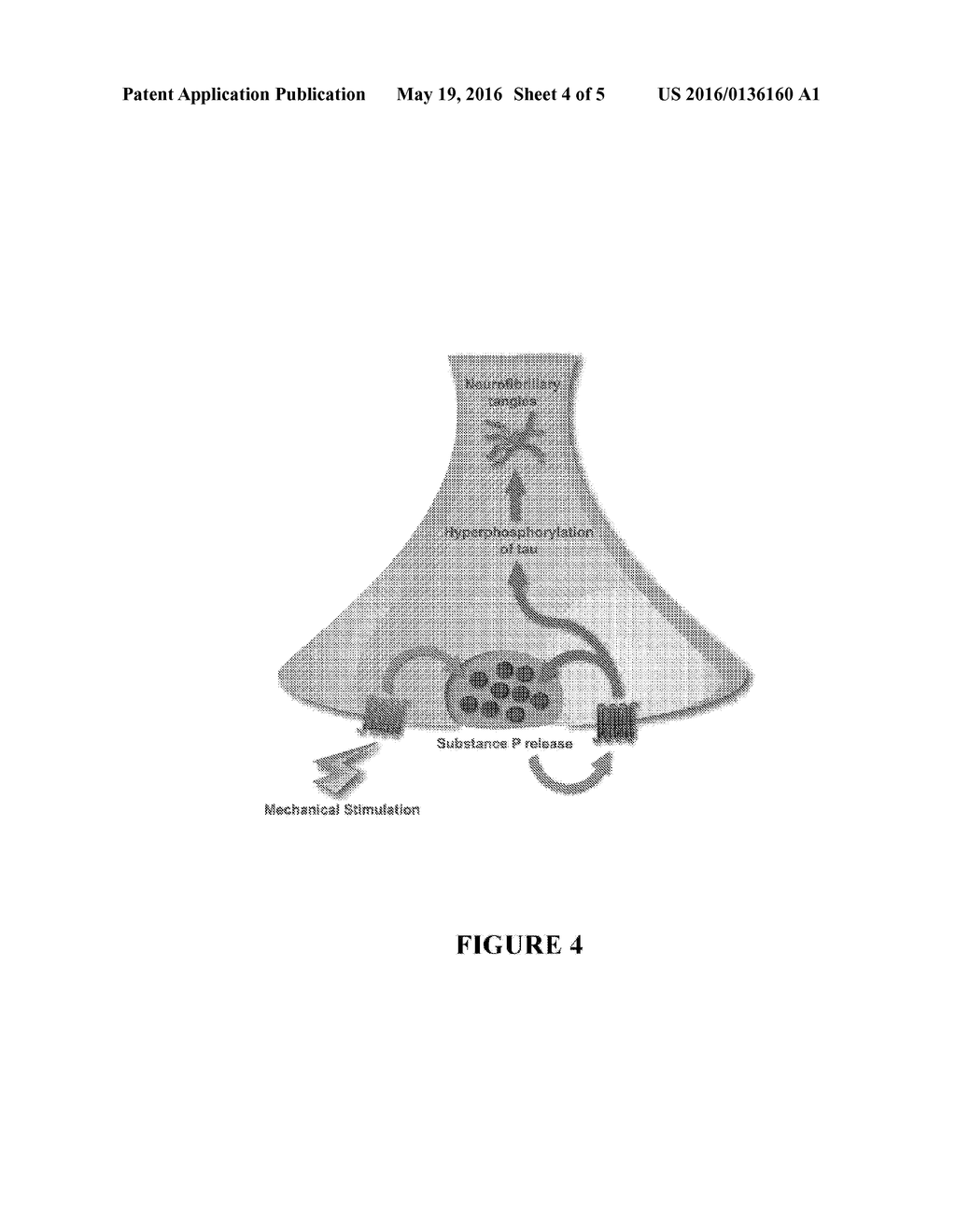 METHOD FOR PREVENTING AND/OR TREATING CHRONIC TRAUMATIC ENCEPHALOPATHY-II - diagram, schematic, and image 05