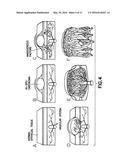 CD34 STEM CELL-RELATED METHODS AND COMPOSITIONS diagram and image