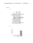 MATERIALS FOR POSITIVE CATHEPSIN B MODULATION AND METHODS OF USE FOR     TREATING MILD COGNITIVE IMPAIRMENT (MCI), EARLY DEMENTIA,     A-SYNUCLEINOPATHY, TRAUMATIC BRAIN INJURY, CARDIOMYOPATHY, EYE DISEASE     AND SKIN DAMAGE diagram and image