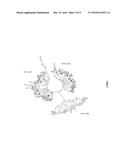 VACCINES AGAINST PREGNANCY-ASSOCIATED MALARIA diagram and image