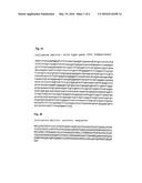 PHARMACEUTICAL COMPOSITION CONTAINING A STABILISED mRNA OPTIMISED FOR     TRANSLATION IN ITS CODING REGIONS diagram and image