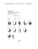 LIVE ATTENUATED VACCINES FOR INFLUENZA VIRUSES diagram and image