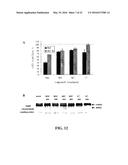 COMPOSITIONS AND METHODS FOR GLUCOSE TRANSPORT INHIBITION diagram and image