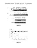 COMPOSITIONS AND METHODS FOR GLUCOSE TRANSPORT INHIBITION diagram and image