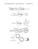 METHOD FOR SEPARATING FLAVONOID SUBSTANCES IN CAMELLIA NITIDISSIMA CHI     BASED ON A MAGNETIC NANOPARTICLES-PAMAM NANO COMPOSITES diagram and image