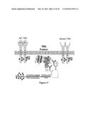 CRYSTALLINE FORM OF     (S)-N-(5-((R)-2-(2,5-DIFLUOROPHENYL)-PYRROLIDIN-1-YL)-PYRAZOLO[1,5-A]PYRI-    MIDIN-3-YL)-3-HYDROXYPYRROLIDINE-1-CARBOXAMIDE HYDROGEN SULFATE diagram and image