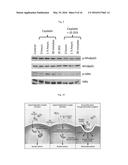 COMPOSITIONS AND METHODS FOR TREATING CANCER diagram and image