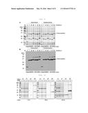 METHOD FOR REFINING PROTEIN INCLUDING SELF-CUTTING CASSETTE AND USE     THEREOF diagram and image