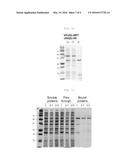 METHOD FOR REFINING PROTEIN INCLUDING SELF-CUTTING CASSETTE AND USE     THEREOF diagram and image