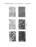 Recombinant Influenza Viruses for Vaccines and Gene Therapy diagram and image