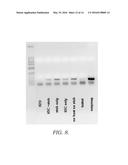 NUCLEIC ACID EXTRACTION USING ORGANIC SOLVENTS TO REMOVE INHIBITORS diagram and image