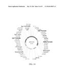 PROTEIN PRODUCTION IN PLANTS diagram and image