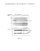 PROTEIN PRODUCTION IN PLANTS diagram and image