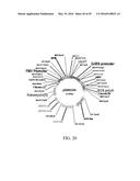 PROTEIN PRODUCTION IN PLANTS diagram and image