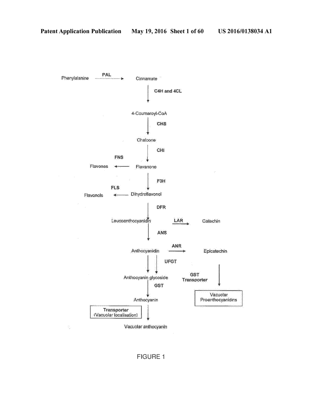 Novel Genes Involved In Biosynthesis - diagram, schematic, and image 02