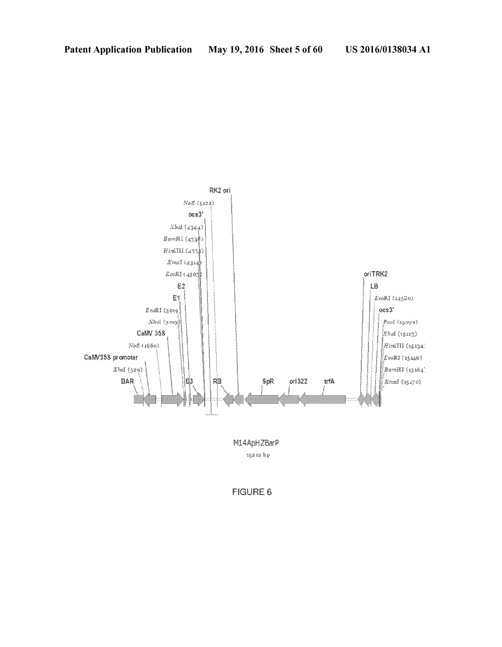 Novel Genes Involved In Biosynthesis - diagram, schematic, and image 06