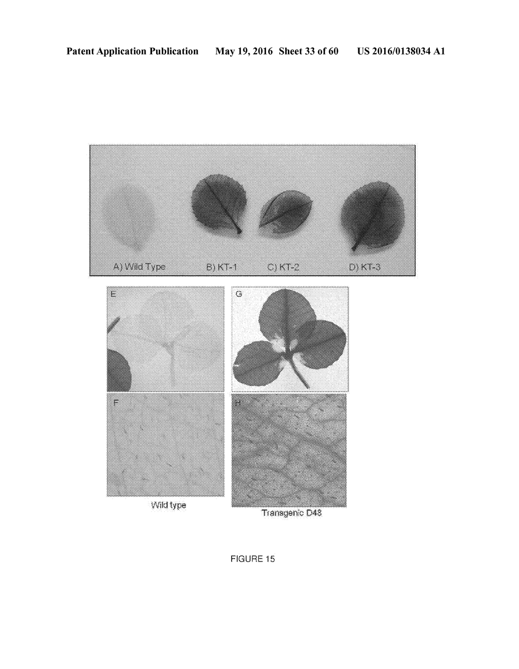 Novel Genes Involved In Biosynthesis - diagram, schematic, and image 34