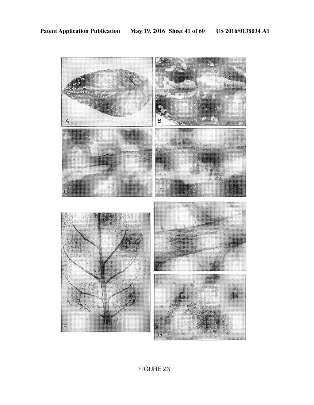 Novel Genes Involved In Biosynthesis - diagram, schematic, and image 42