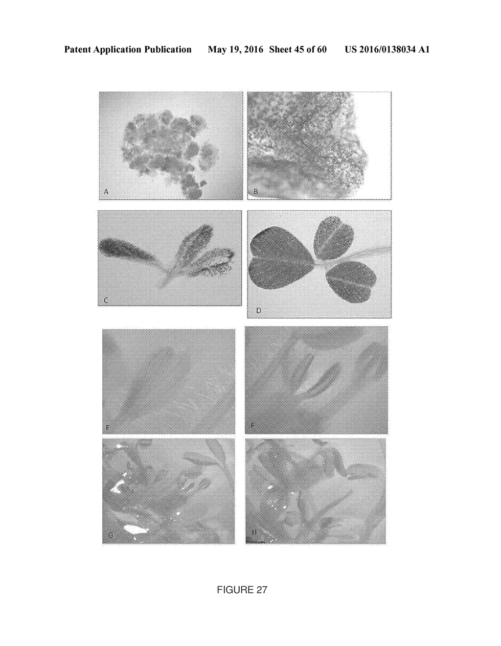 Novel Genes Involved In Biosynthesis - diagram, schematic, and image 46