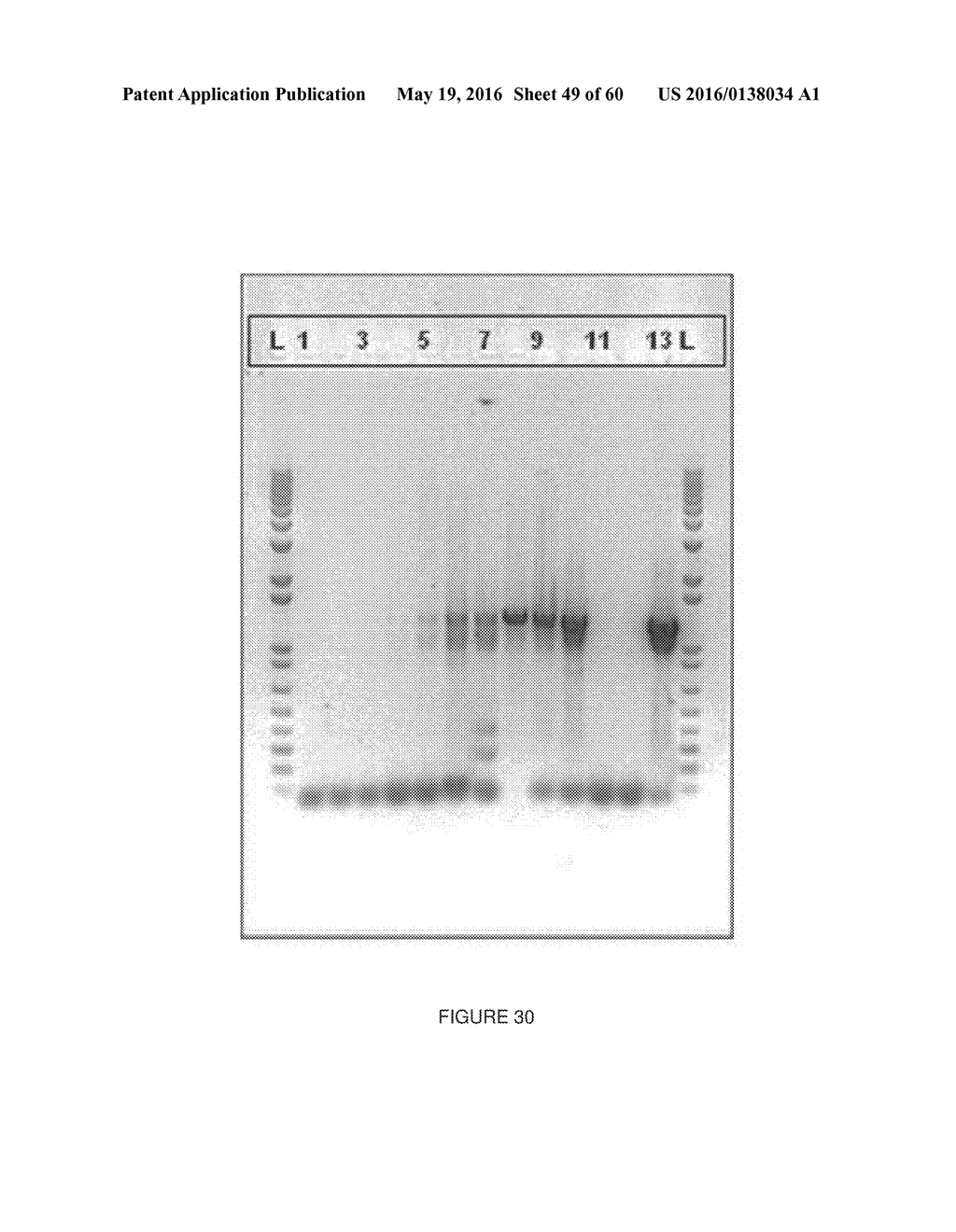 Novel Genes Involved In Biosynthesis - diagram, schematic, and image 50