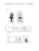 METHODS FOR THE EXPRESSION OF PEPTIDES AND PROTEINS diagram and image