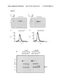 METHODS FOR THE EXPRESSION OF PEPTIDES AND PROTEINS diagram and image