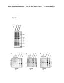 METHODS FOR THE EXPRESSION OF PEPTIDES AND PROTEINS diagram and image