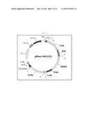 STANDARD PLASMID FOR ASSAYING GENETICALLY MODIFIED ORGANISM, AND ANALYSIS     METHOD AND ASSAY KIT USING SAME diagram and image