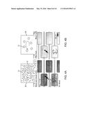 METHOD AND DEVICE FOR ISOLATING CELLS FROM HETEROGENEOUS SOLUTION USING     MICROFLUIDIC TRAPPING VORTICES diagram and image