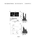 MECHANISM AND DRUG TARGETS FOR REDUCING CELL EDEMA (NEUROPROTECTION) AND     CYTOPLASMIC EXCITABILITY IN ASTROCYTES IN NORMAL AND PATHOLOGICAL STATES diagram and image