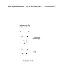 RAGE AS A C1Q RECEPTOR, METHODS AND APPLICATIONS diagram and image