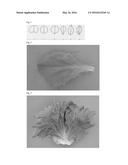 LETTUCE VARIETY 45-153 RZ diagram and image