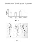 PLANT GROWTH-PROMOTING MICROORGANISMS AND METHODS OF USE THEREOF diagram and image