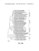 PLANT GROWTH-PROMOTING MICROORGANISMS AND METHODS OF USE THEREOF diagram and image