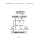 COMPOSITIONS, KITS AND METHODS FOR TREATMENT OF     CARDIOVASCULAR,IMMUNOLOGICAL AND INFLAMMATORY DISEASES diagram and image