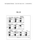 COMPOSITION FOR INDUCING PROLIFERATION OR ACCUMULATION OF REGULATORY T     CELLS diagram and image