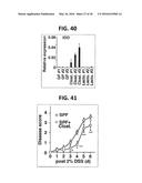 COMPOSITION FOR INDUCING PROLIFERATION OR ACCUMULATION OF REGULATORY T     CELLS diagram and image