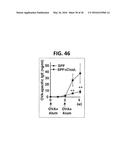 COMPOSITION FOR INDUCING PROLIFERATION OR ACCUMULATION OF REGULATORY T     CELLS diagram and image