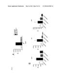 GENE-MODIFIED COXSACKIEVIRUS diagram and image