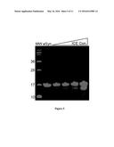 ICE-CLEAVED ALPHA-SYNUCLEIN AS A BIOMARKER diagram and image