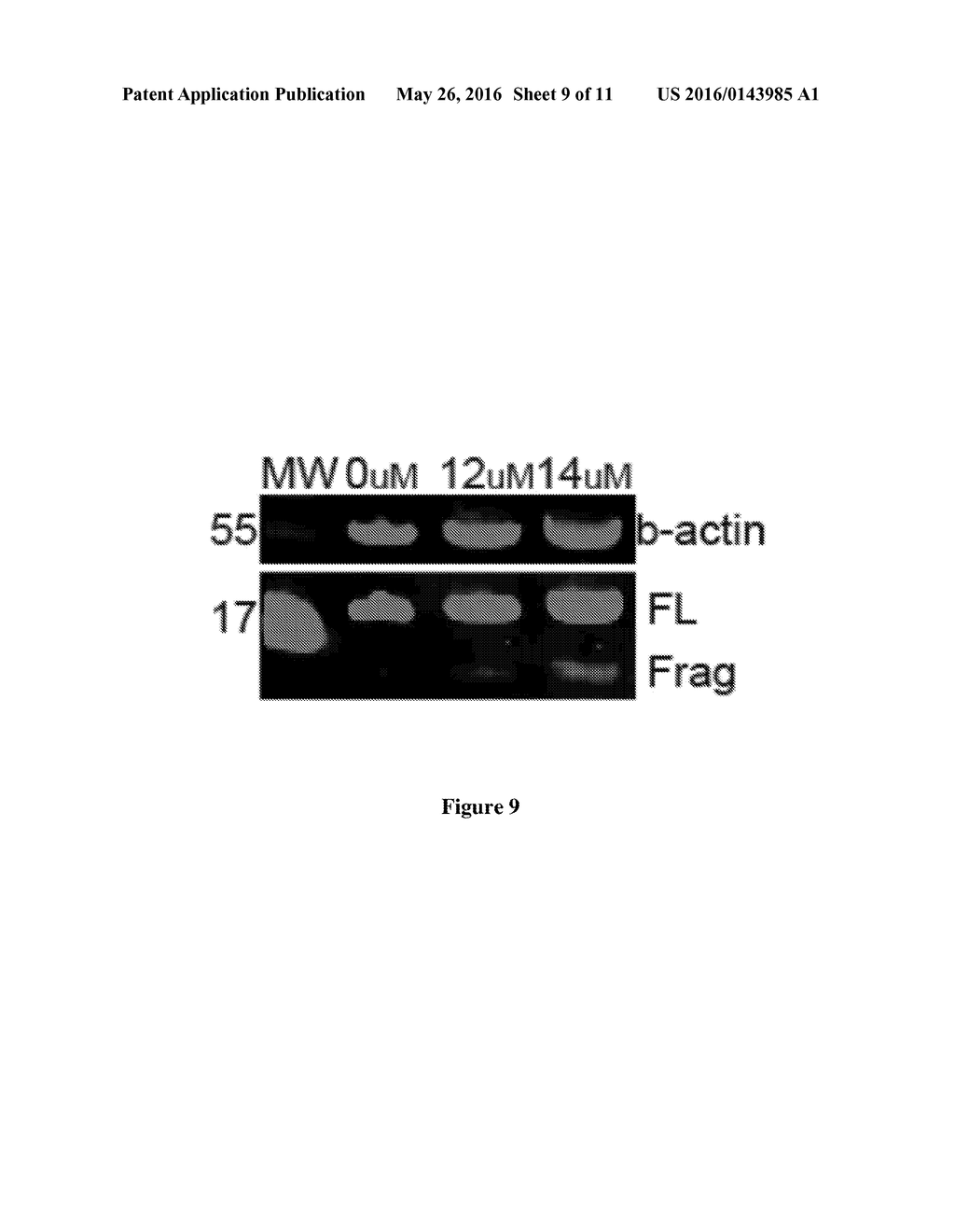 ICE-CLEAVED ALPHA-SYNUCLEIN AS A BIOMARKER - diagram, schematic, and image 10