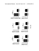 TREATMENT OF AUTISM SPECTRUM DISORDERS WITH CILIARY NEUROTROPHIC FACTOR     PEPTIDE MIMETIC diagram and image