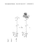 Synthetic Antigen Constructs Against Campylobacter Jejuni diagram and image