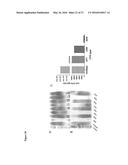 Synthetic Antigen Constructs Against Campylobacter Jejuni diagram and image