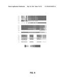 JOHNSON GRASS ALLERGENIC POLLEN PROTEINS, ENCODING NUCLEIC ACIDS AND     METHODS OF USE diagram and image