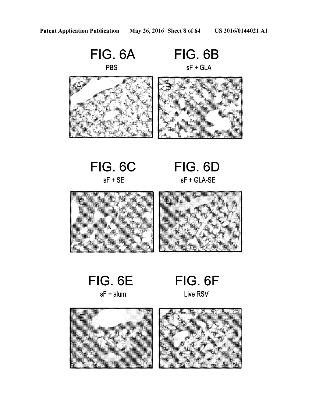 Vaccine Composition And Method Of Use - diagram, schematic, and image 09