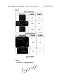 TUNABLE FLUORESCENCE USING CLEAVABLE LINKERS diagram and image